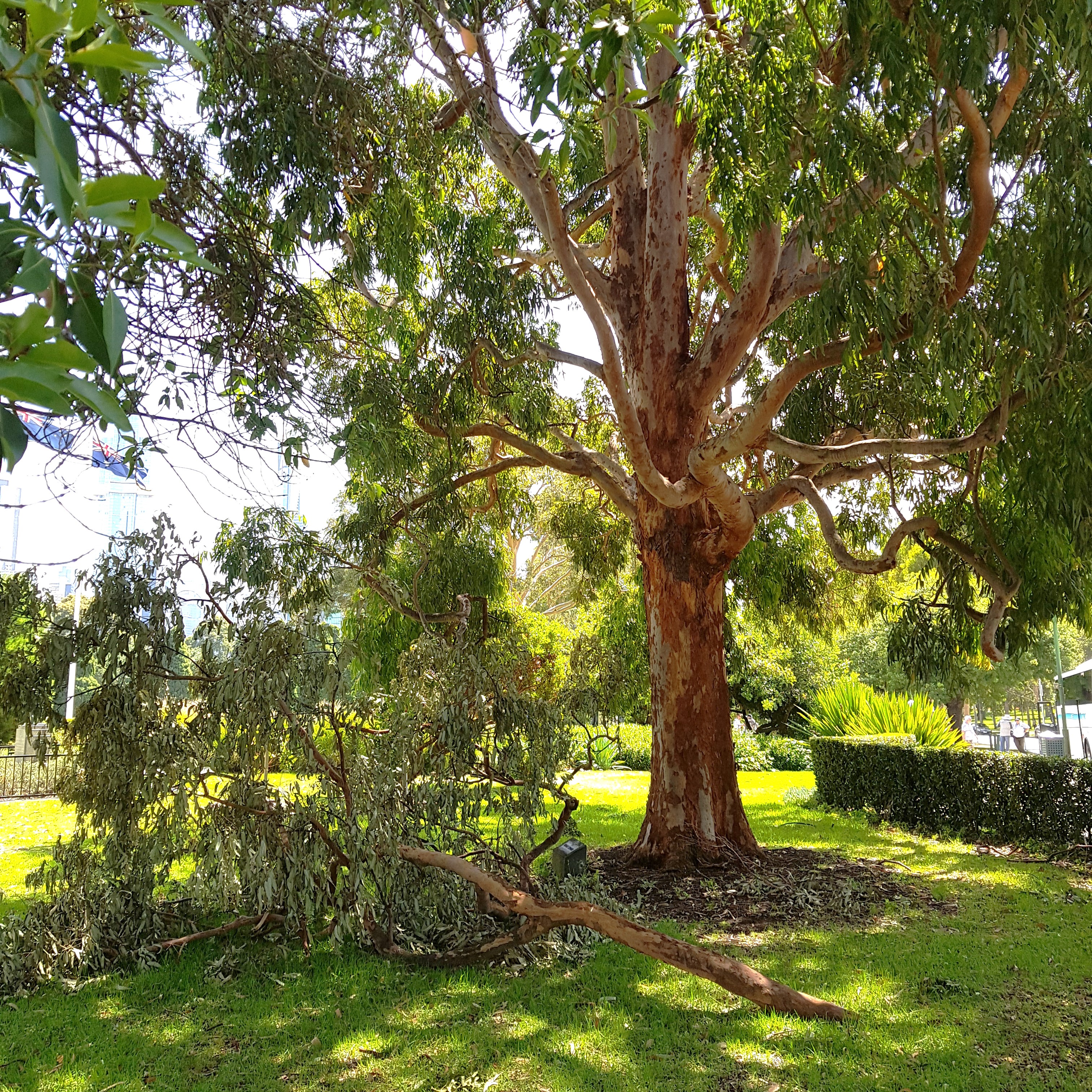 a dropped branch, about as thick as the upper thigh of an adult, beside a 20-meter (or 60 foot) high gum tree near the Melbourne Shrine of Rememberance