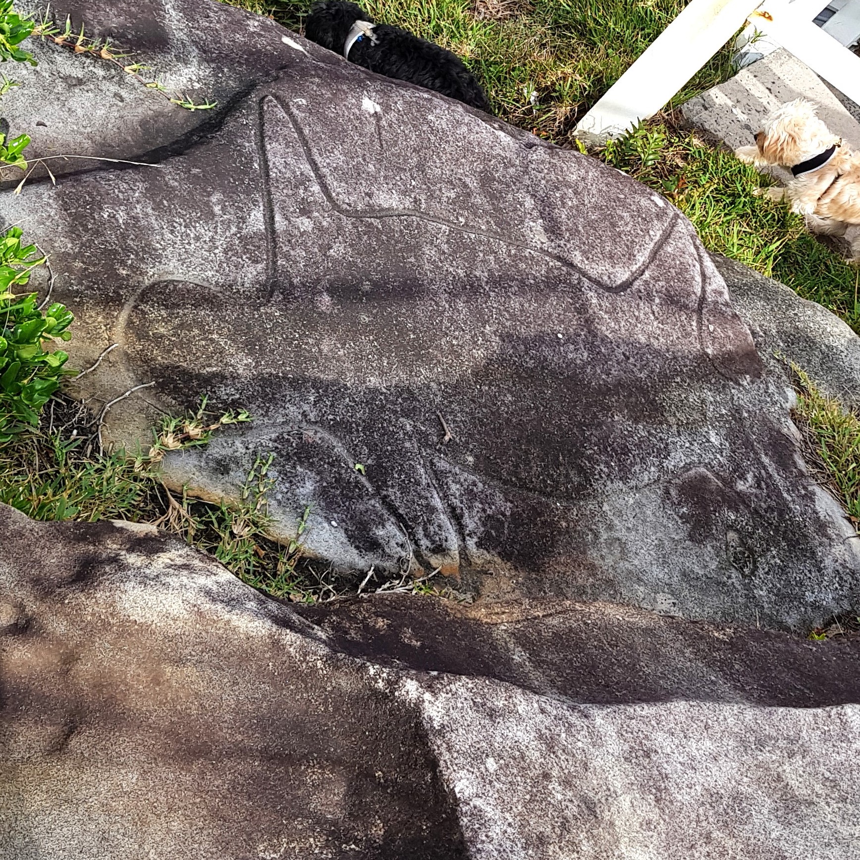 A close-up view of a First Nations rock engraving of a turtle, found at North Bondi