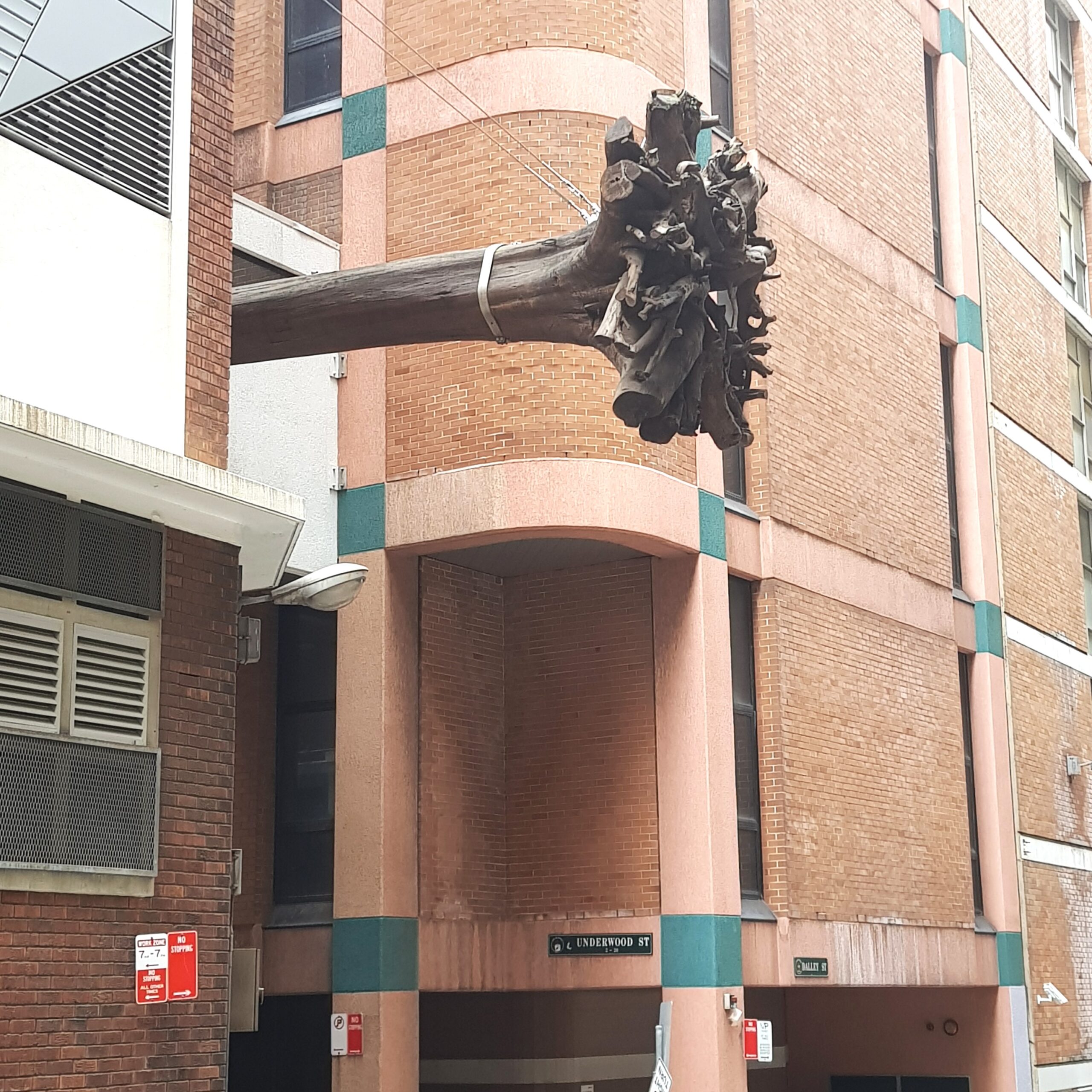 the trunk of a large blackbutt eucalypt tree, suspended 10 meters above the ground, in Sydney's Underwood Street, and known as the Underwood Ark