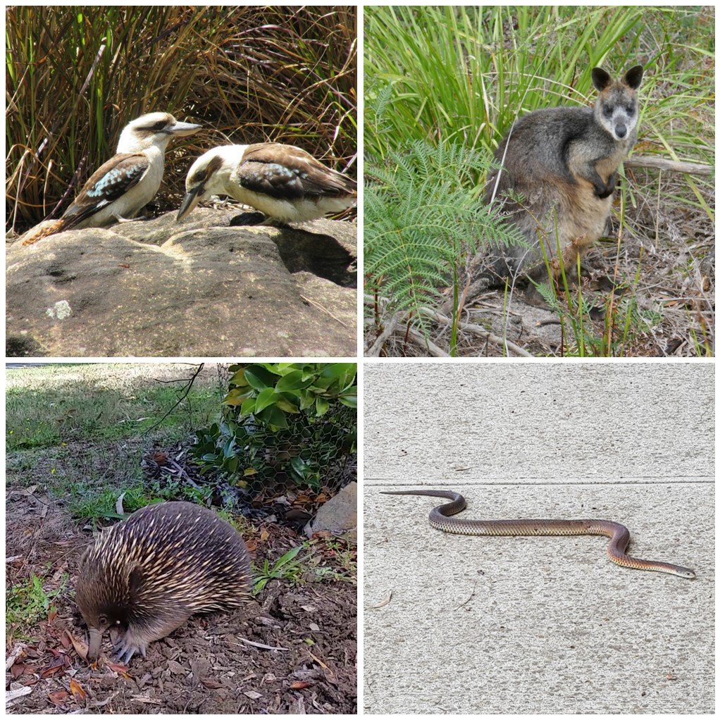 Collage of four Australian critters you could meet - upper-left = Chorusing Kookaburras; upper-right = Shy Swamp Wallaby; lower-left = Hungry Echidna; lower-right = Eastern Brown Snake