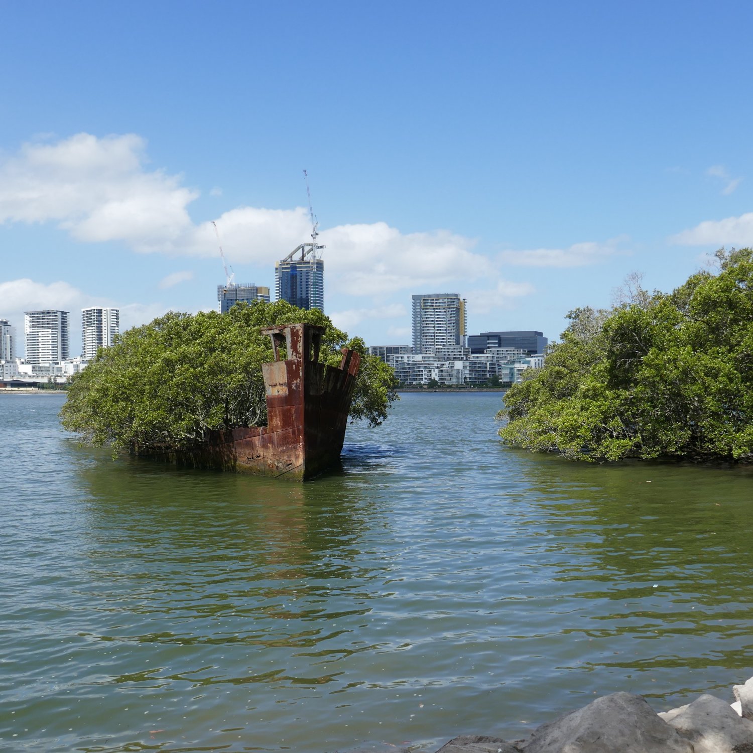 Image of the Floating Forest at Homebush Bay