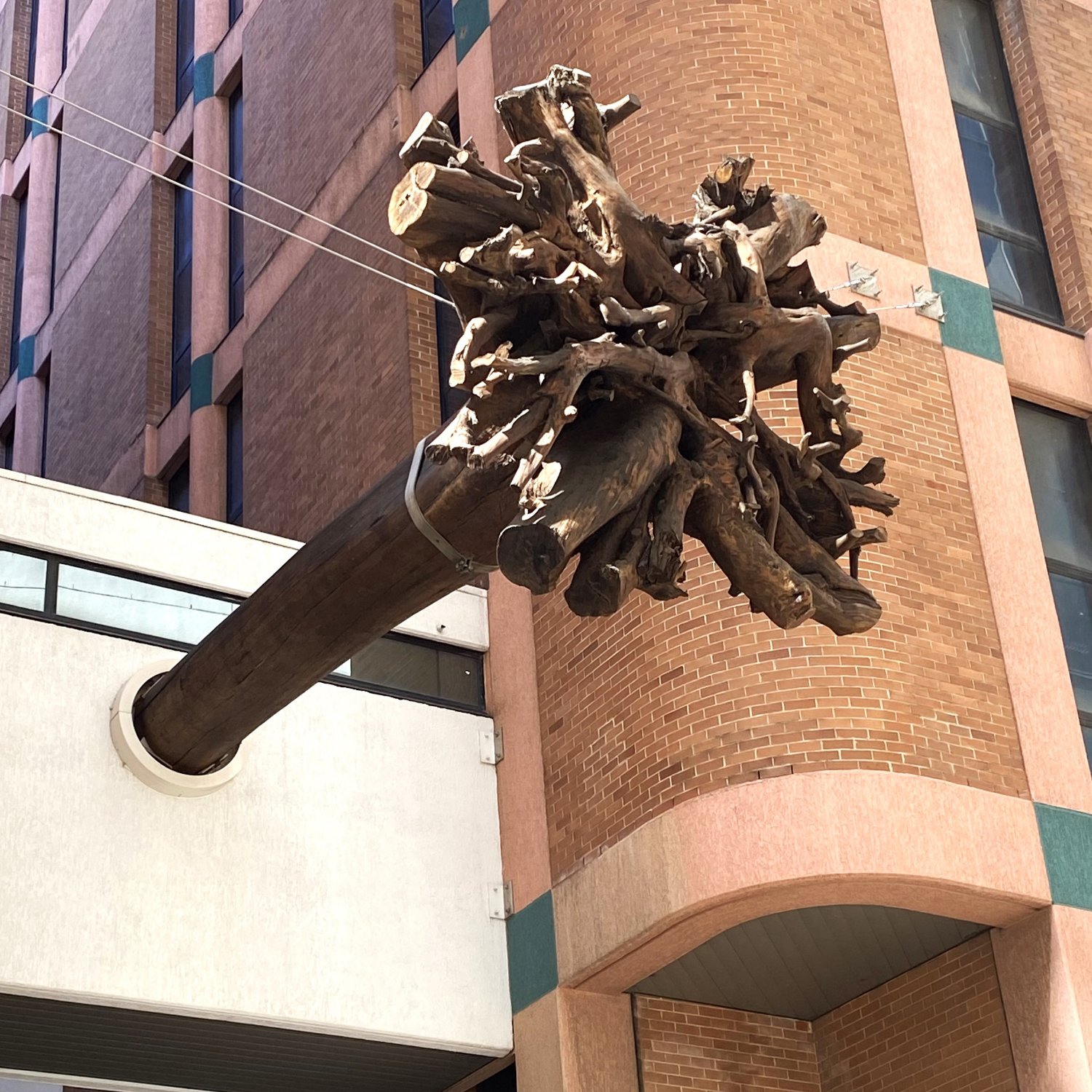 Image of the root-end of the Underwood Ark blackbutt, suspended over Dalley Street