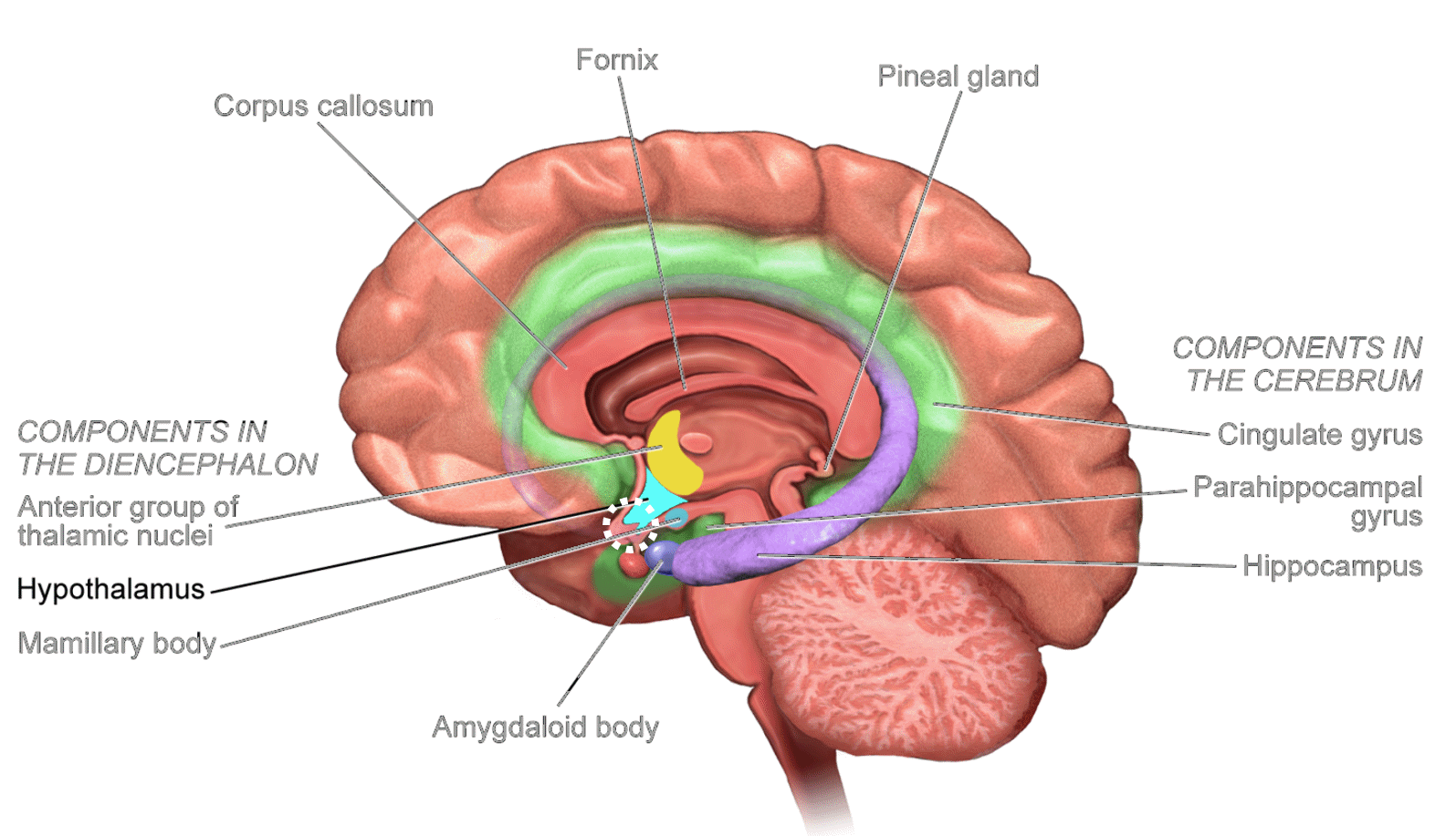 image showing a cross-section of the human brain, with the SCN location marked at the bottom of the hypothalamus