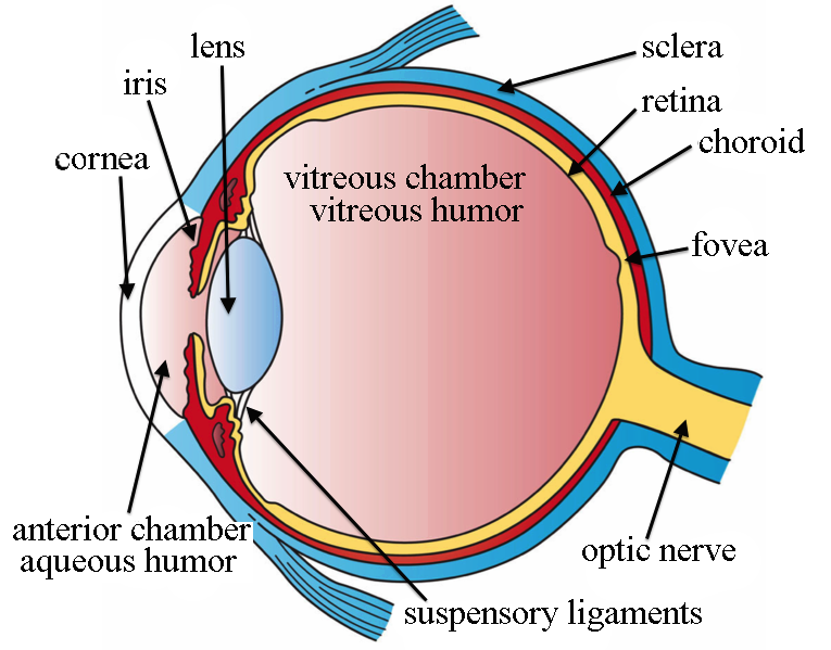 image showing a cross-section of the human eye, with components including the retina all labelled