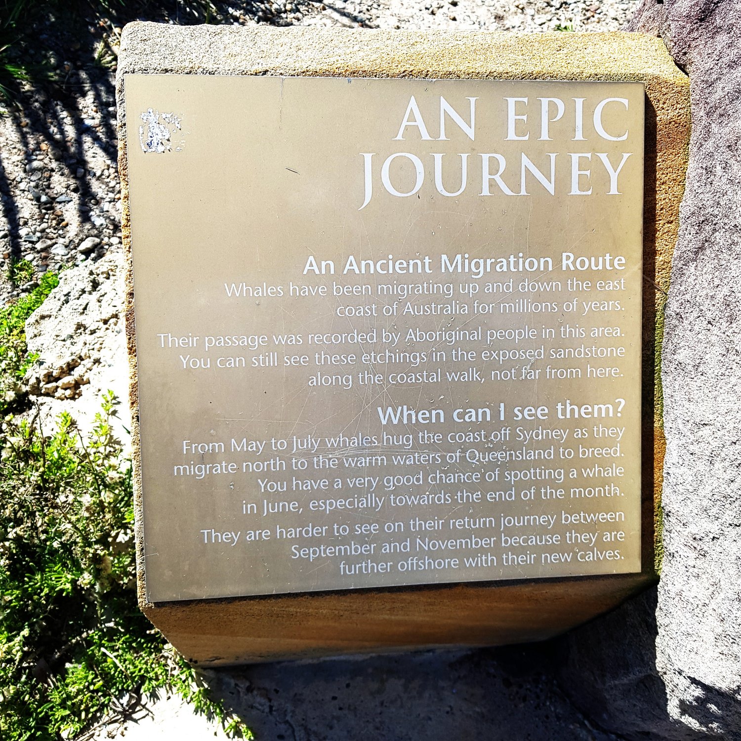 image showing an inscribed marker panel at Mackenzie's Point, describing &ldquo;An Epic Journey&rdquo; about whale migration