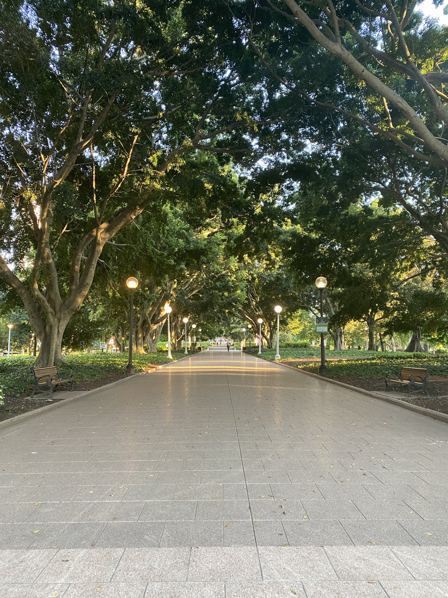 image of the central paved promenade running under the avenue of weeping fig trees through Hyde Park