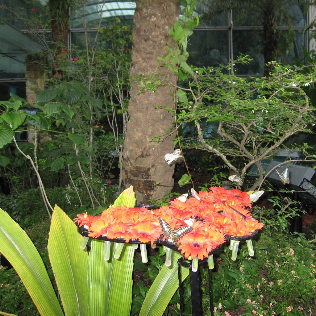Image of butterflys feeding on flower heads at the Butterfly Garden enclosure, Terminal 3 transit area, Changi International Airport