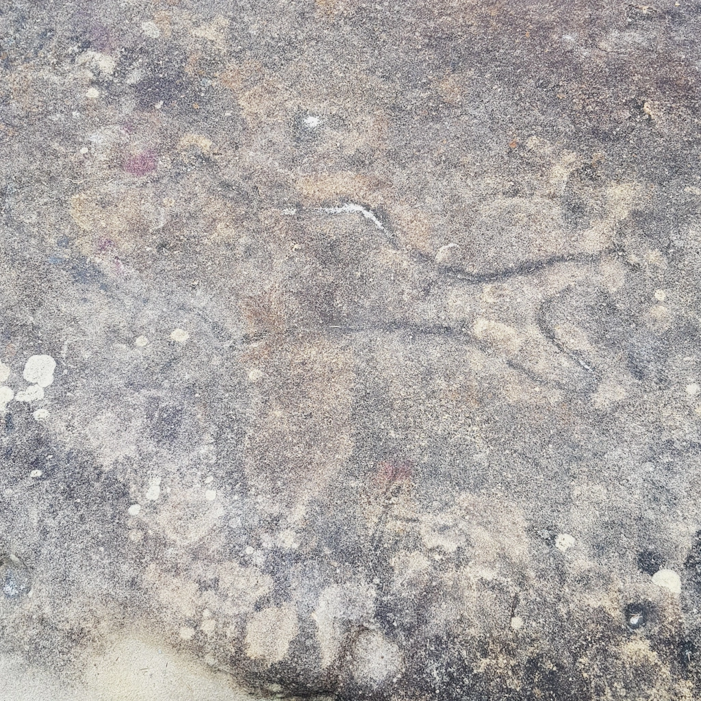 image of rock engraving of a fish at Grotto Point